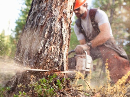 Направленная валка дерева, оттяжка